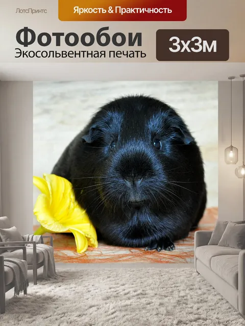Фотообои Морская свинка