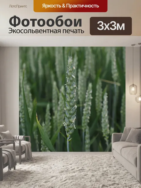Фотообои Пшеница