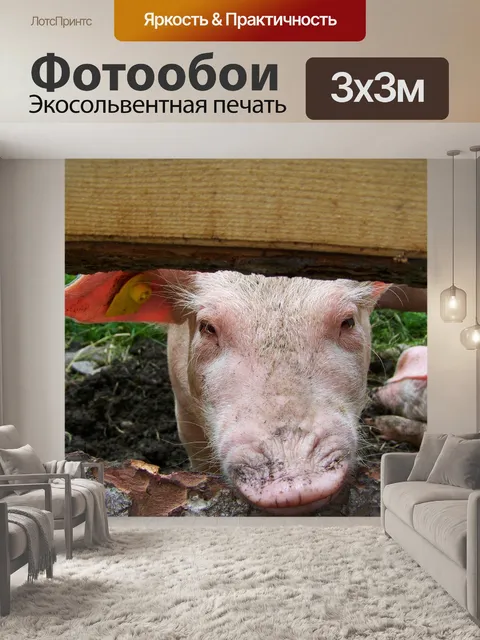 Фотообои Поросенок