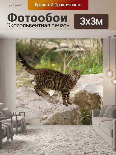 Фотообои Кошка