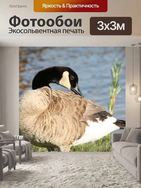 Фотообои Канада Гусь позирует