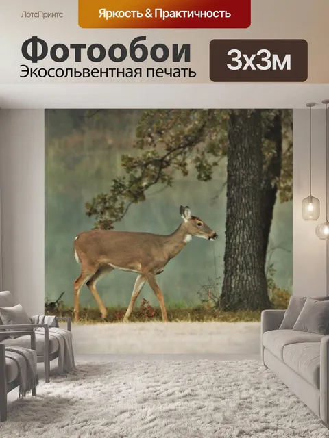 Фотообои Белохвостая лань в туманном пруду 2