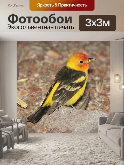 Фотообои Западный Танагер
