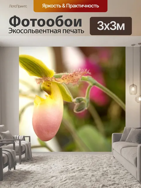 Фотообои Фото цветка орхидеи