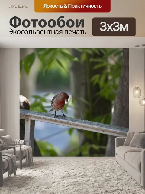 Фотообои Красная птица Птичка