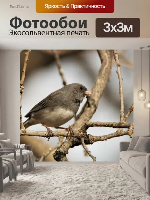 Фотообои Темноглазый Junco on Branch