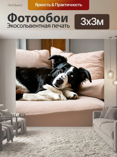 Фотообои бордер-колли, мирно спящий на мягком диване в уютной квартире
