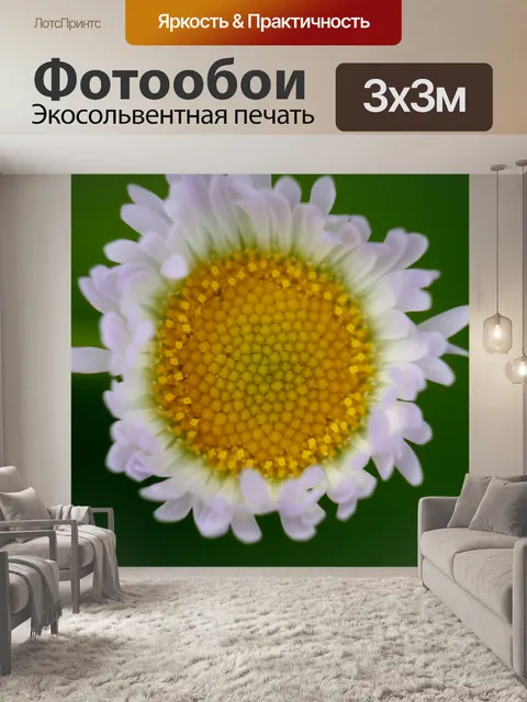 Фотообои маргаритка