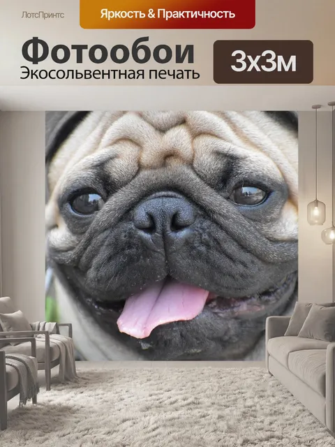 Фотообои Мопс