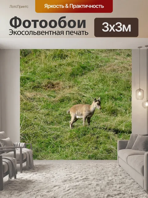 Фотообои Замша