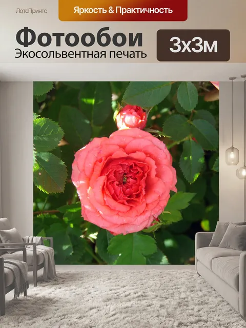 Фотообои Коралловые Мини роза