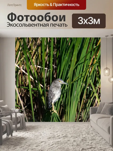 Фотообои Животное