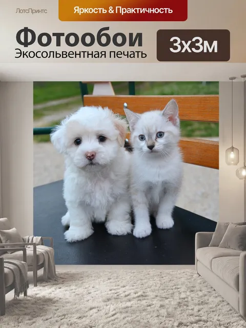 Фотообои Собака кошка