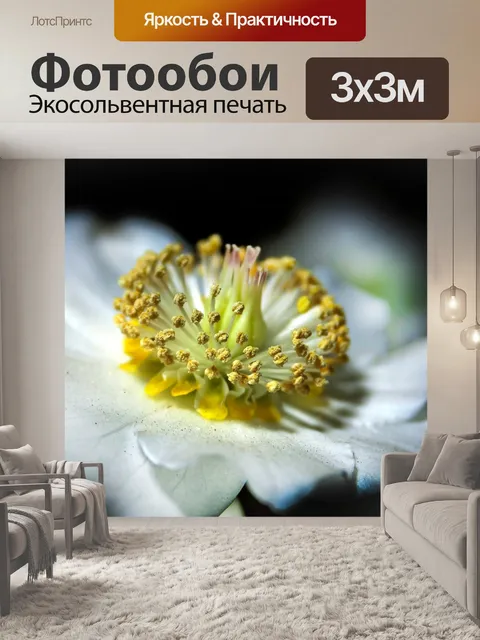 Фотообои Helleborus