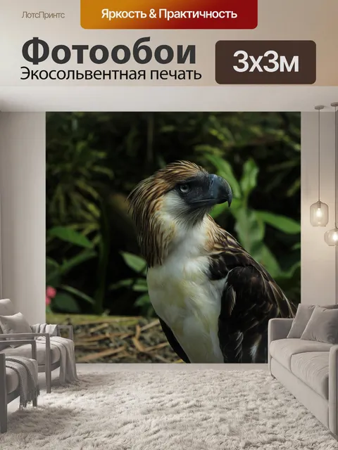 Фотообои Белоголовый орлан