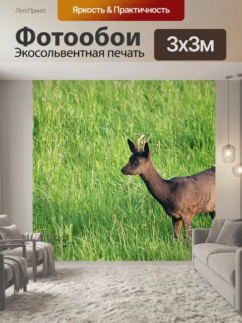Фотообои Косуля