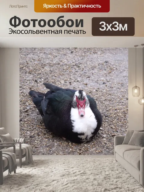 Фотообои Мускусная утка