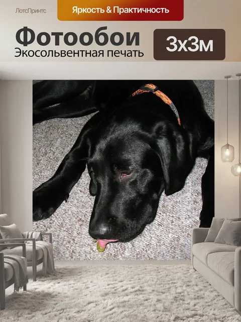 Фотообои Лабрадор