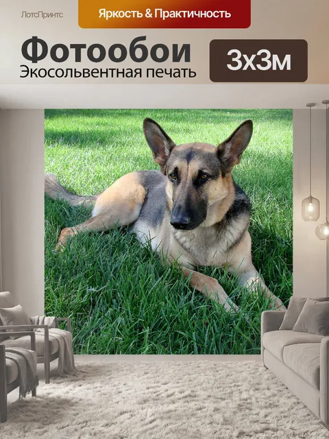 Фотообои Rocky Dawg