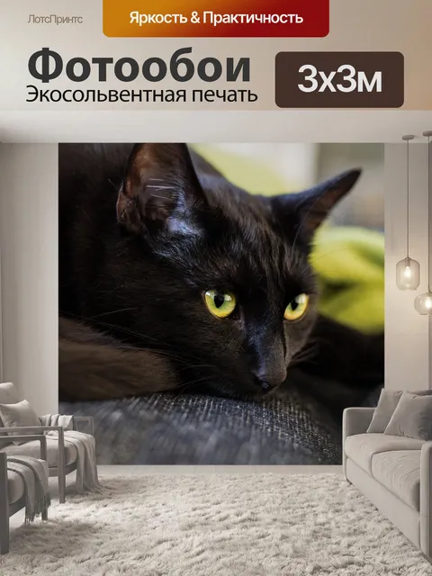 Фотообои Кот