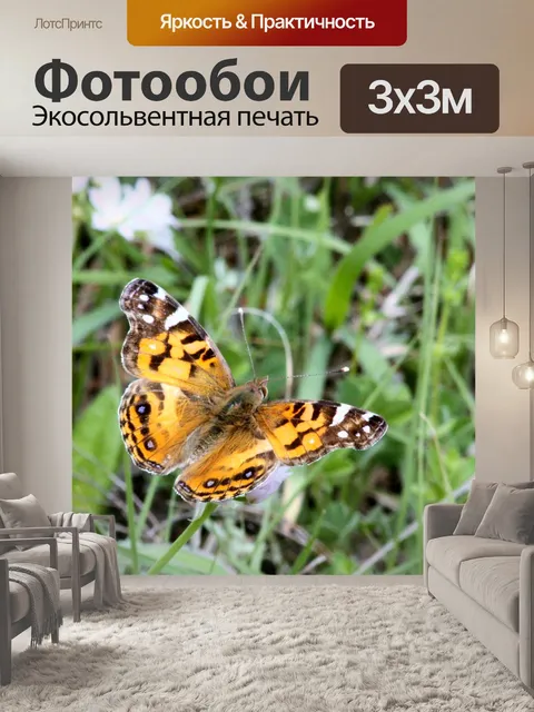 Фотообои Американская леди Бабочка крупным планом