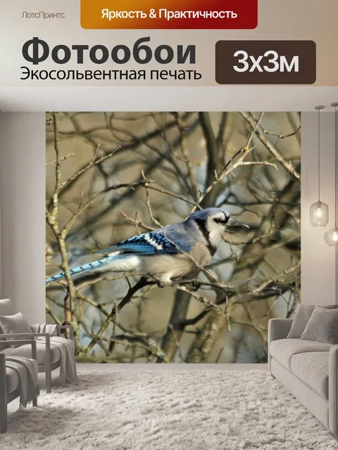 Фотообои Голубая сойка на дереве
