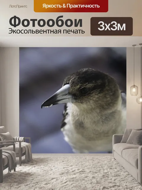 Фотообои Серый мясник птица