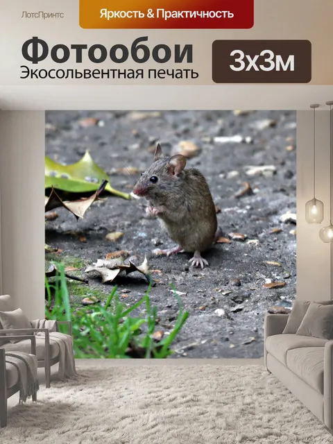 Фотообои Мышь