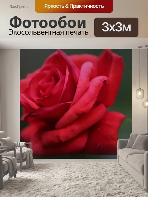 Фотообои Красная бархатная роза
