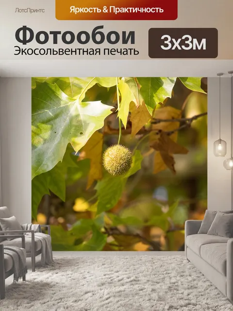 Фотообои Платан
