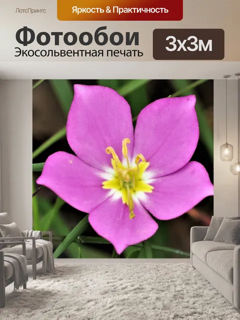 Фотообои Крупный план полевых цветов прерии Сабат