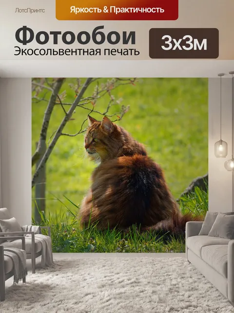Фотообои Кот