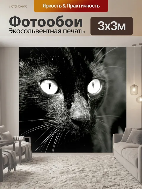 Фотообои Кот