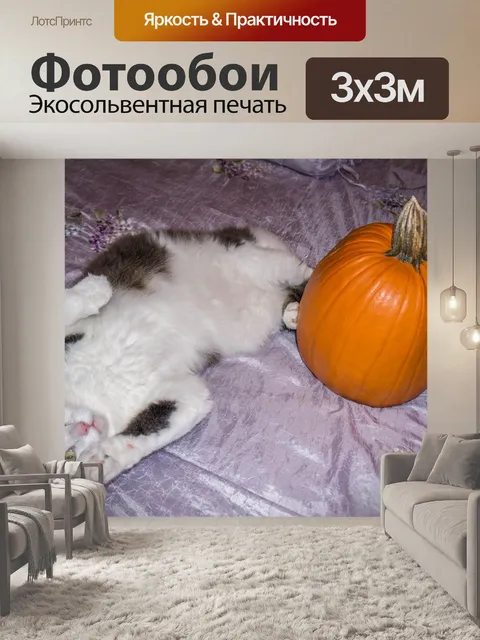 Фотообои Мейн кун