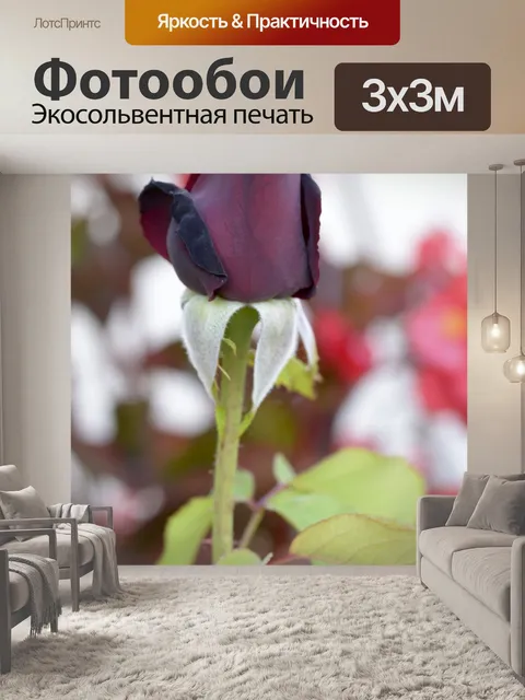 Фотообои Бутон розы