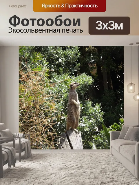 Фотообои Сурикат