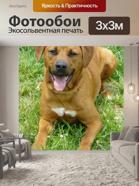 Фотообои Собака