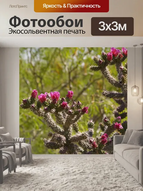 Фотообои Чолла кактус
