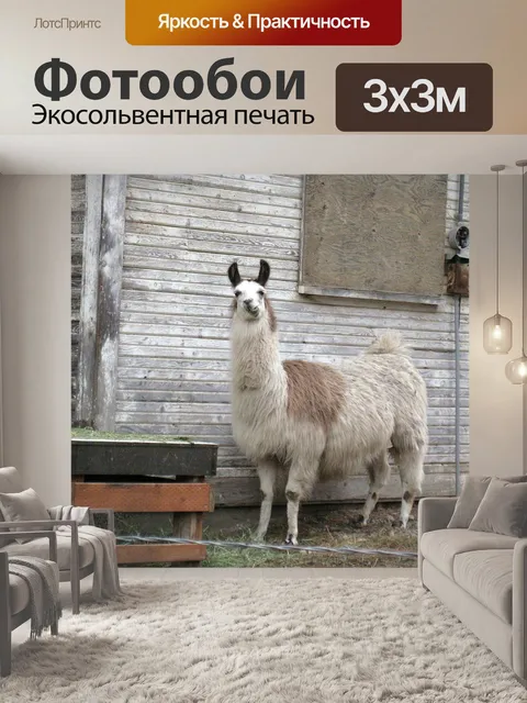 Фотообои Лама