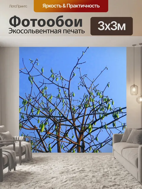 Фотообои Bombax ceiba