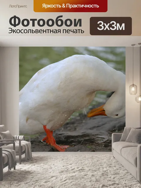 Фотообои белая утка с каплями воды