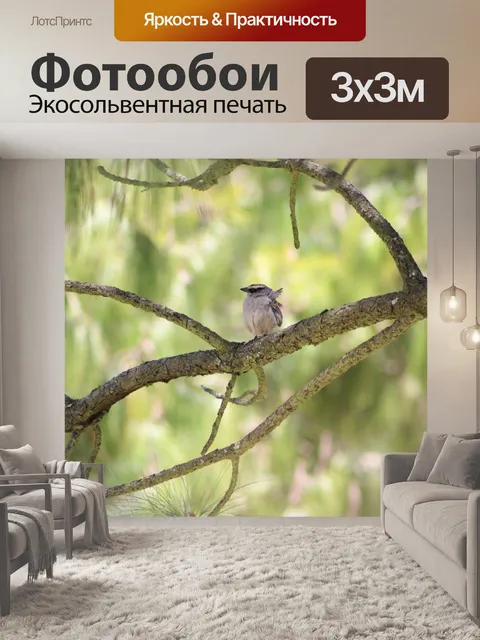 Фотообои Лес