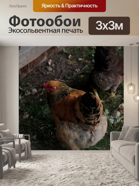 Фотообои Курица