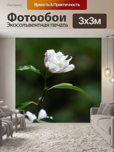 Фотообои Белый цветок
