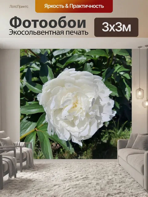 Фотообои Белый пион