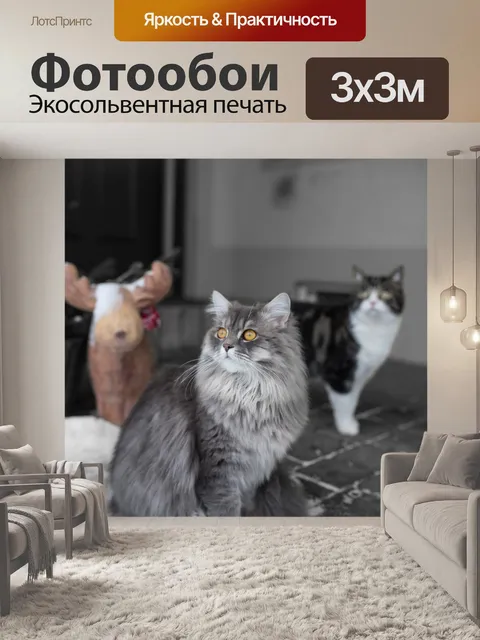 Фотообои Кот