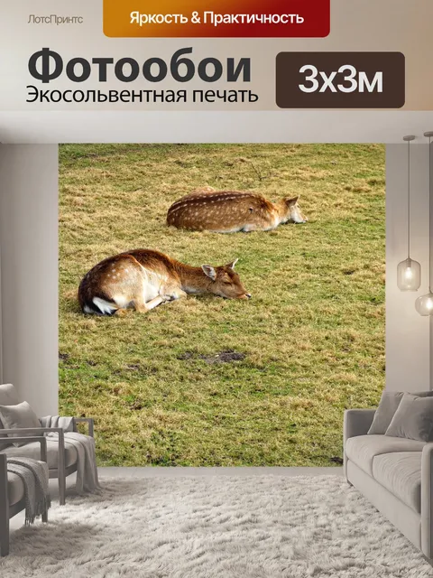 Фотообои Косуля