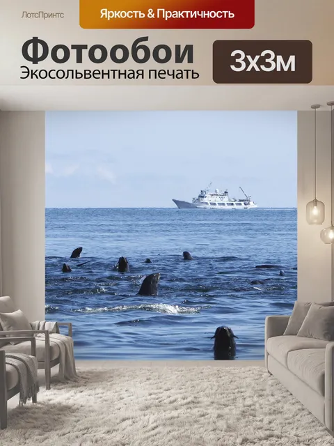 Фотообои Морские котики