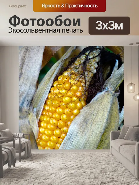 Фотообои Кукуруза в початках