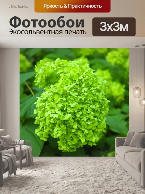 Фотообои Гортензия